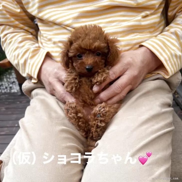 ティーカッププードル【静岡県・女の子・2025年9月14日・レッド】の写真1