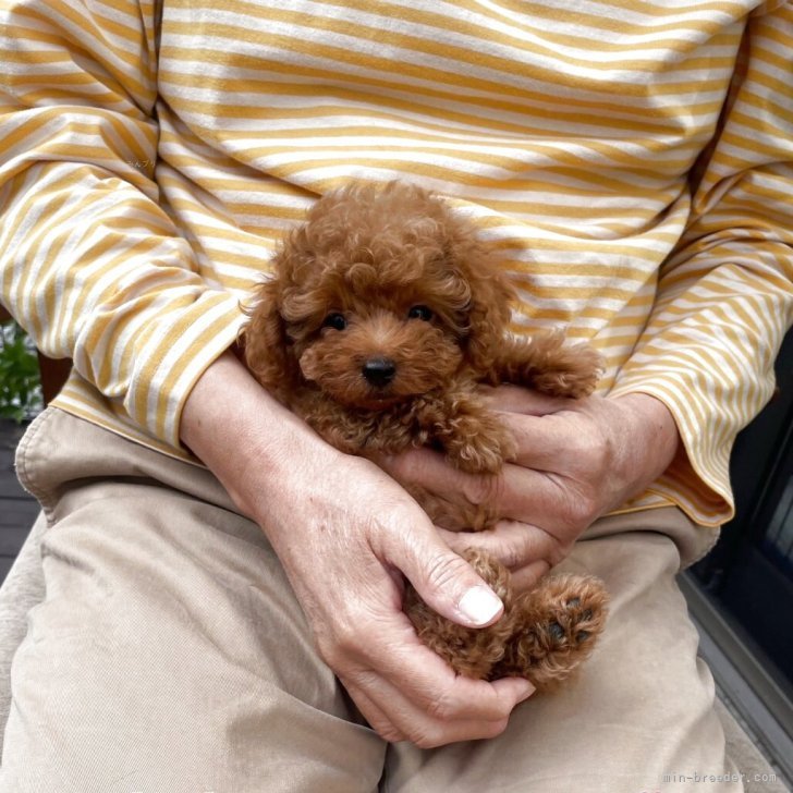 ブリーダー画像