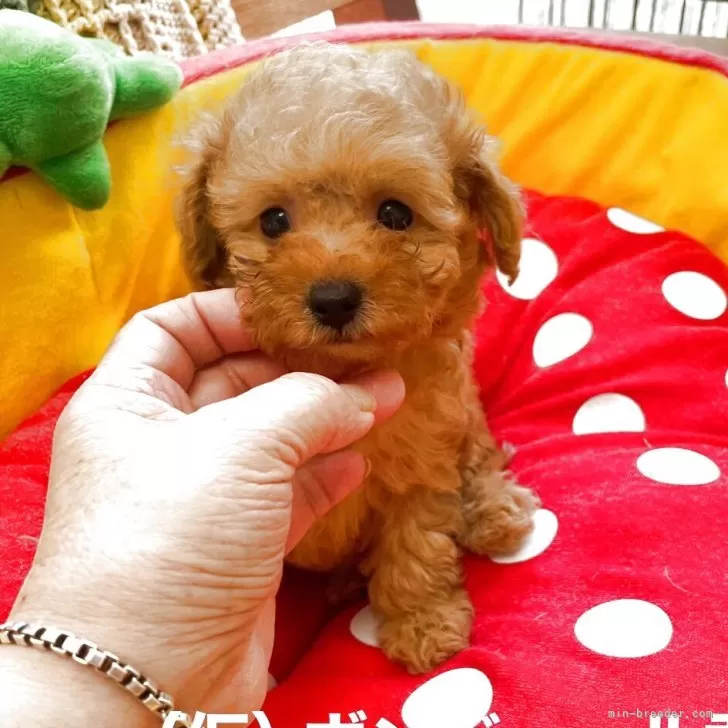 タイニープードル【静岡県・男の子・2025年8月29日・レッド】の写真1