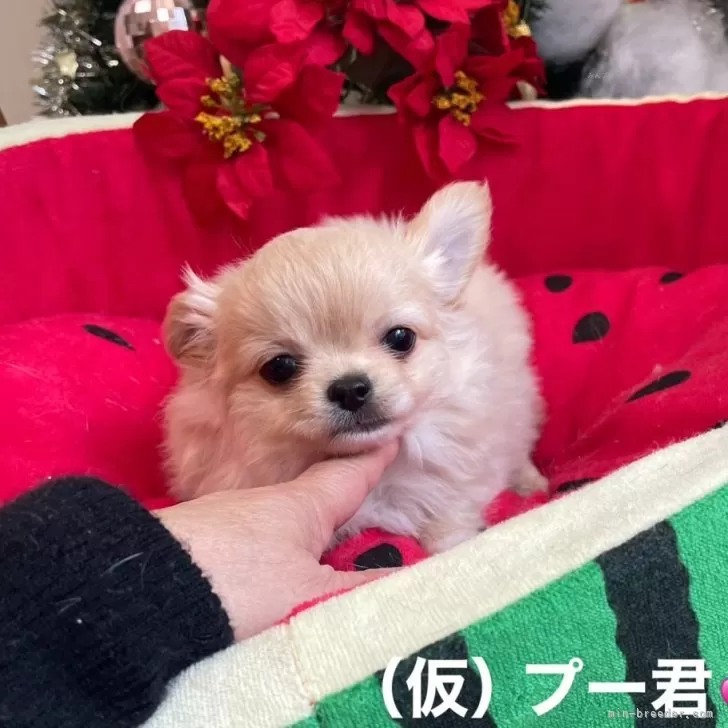 ID：2412-04906の子犬