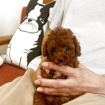 トイプードル(ティーカップ)【静岡県・女の子・2025年8月1日・レッド】の写真「小さくても元気いっぱいでちょっと甘えん坊さんの私。」