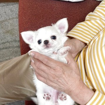 チワワ(ロング)【静岡県・女の子・2025年9月26日・クリーム&ホワイト】の写真「女の子らしいやさしいお顔立ちのWATASHI。」