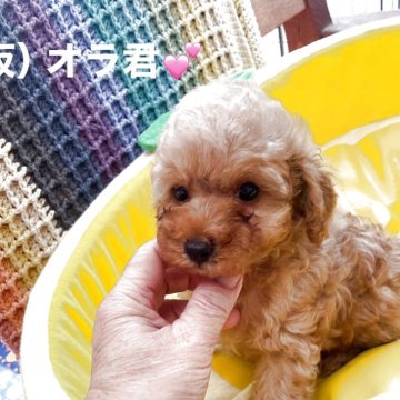 トイプードル(タイニー)【静岡県・男の子・2025年8月29日・レッド】の写真「探検!探検!何でも興味津津な BOKU。」