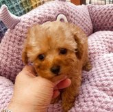 トイプードル(ティーカップ)