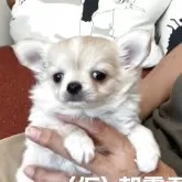 チワワ(ロング)