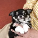 チワワ(ロング)