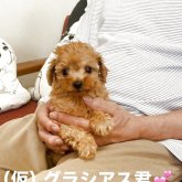 トイプードル(ティーカップ)