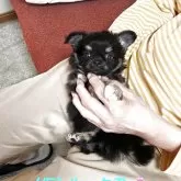 チワワ(ロング)