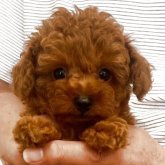 トイプードル(タイニー)