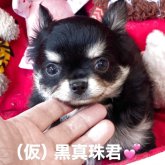 チワワ(ロング)