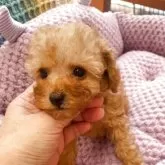 ティーカッププードル【静岡県・女の子・2025年8月29日・レッド】の写真2