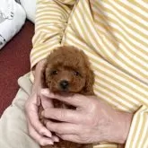 タイニープードル【静岡県・女の子・2025年9月14日・レッド】の写真2