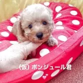 タイニープードル【静岡県・男の子・2025年8月29日・レッド】の写真2