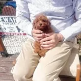 タイニープードル【静岡県・男の子・2025年2月1日・レッド】の写真3