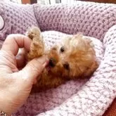 ティーカッププードル【静岡県・女の子・2025年8月29日・レッド】の写真5