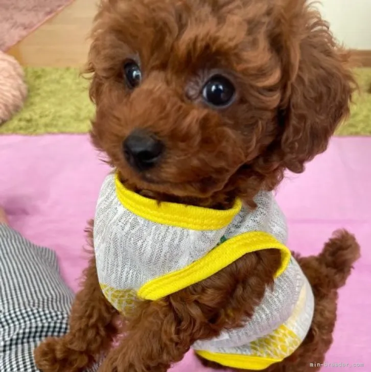 ID：2310-03058の子犬