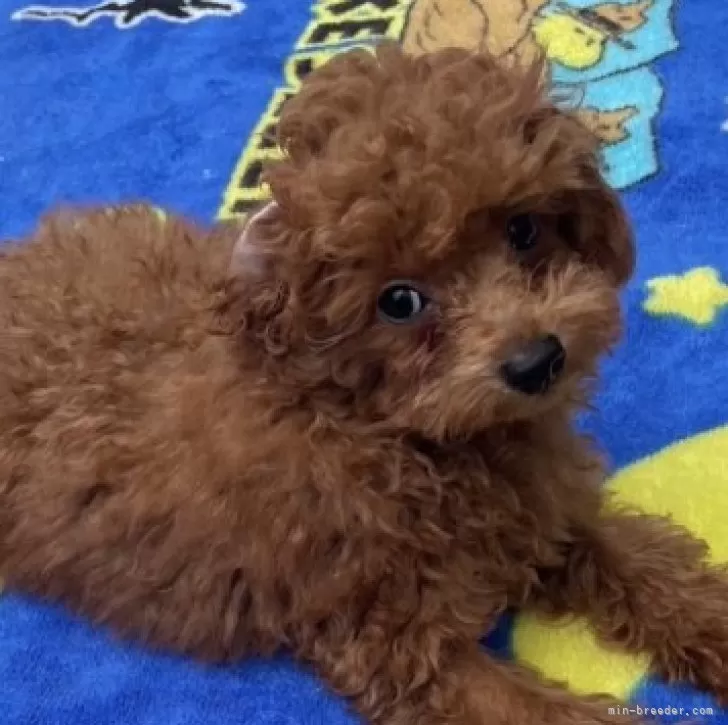 ID：2404-01040の子犬