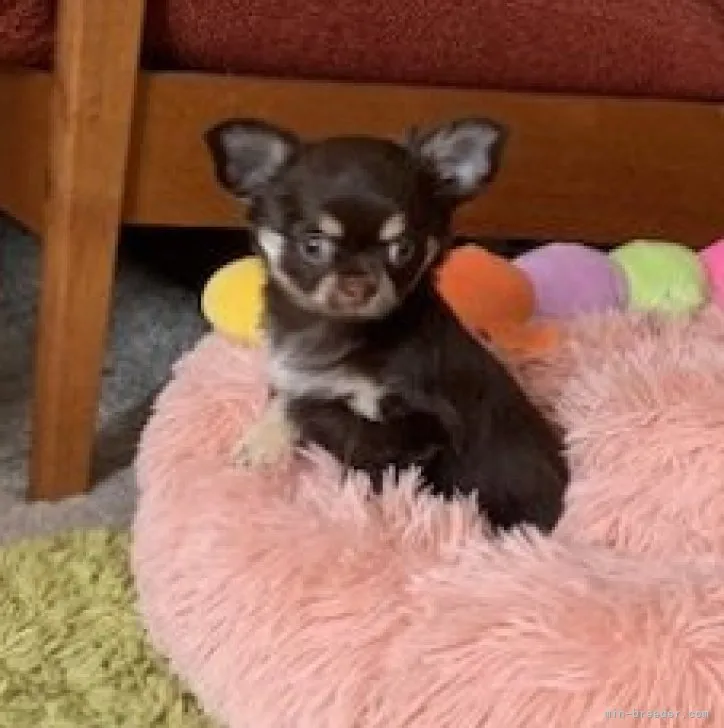 ID:2303-00704の子犬