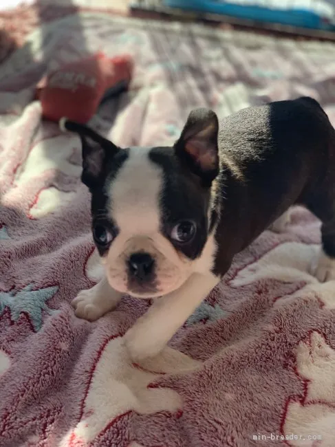 ミホ 様のお迎えした子犬
