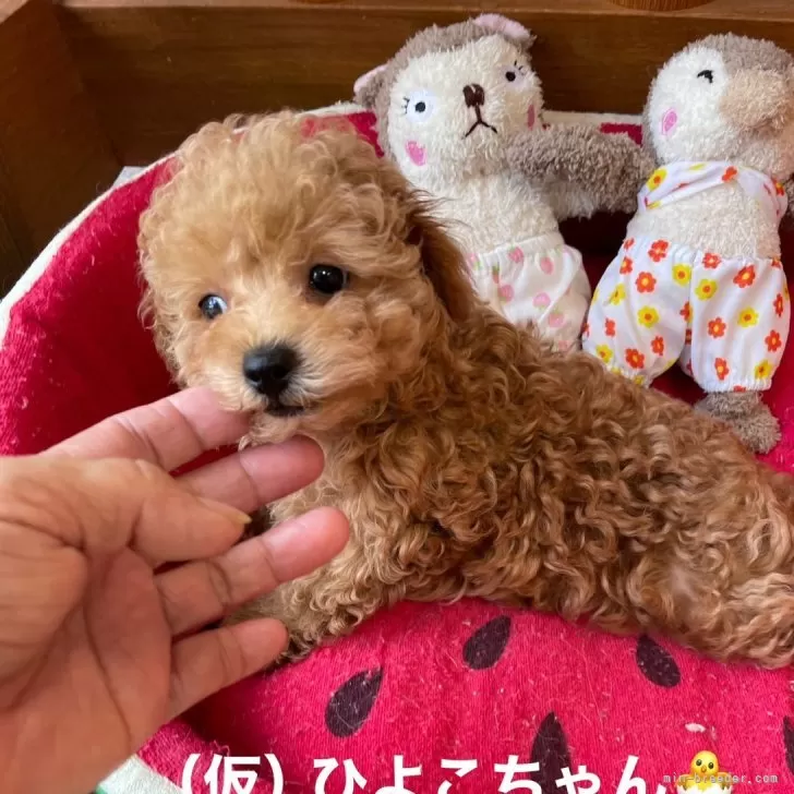 ID：2405-07305の子犬