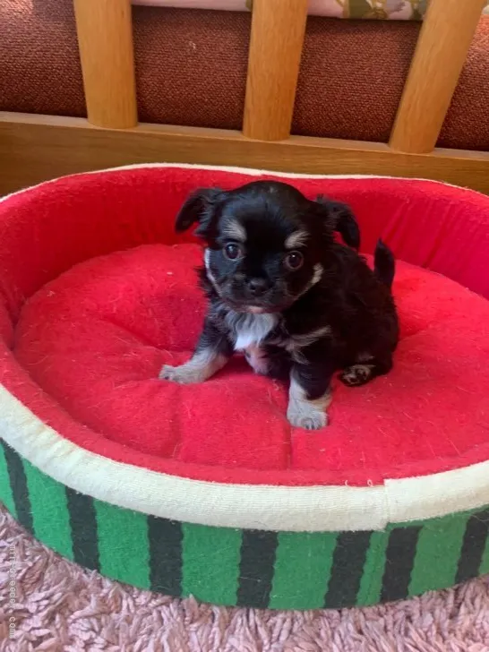 ID：2107-02374の子犬