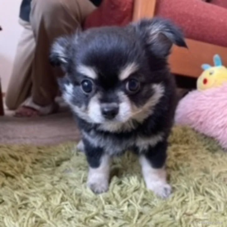 ID:2306-05901の子犬