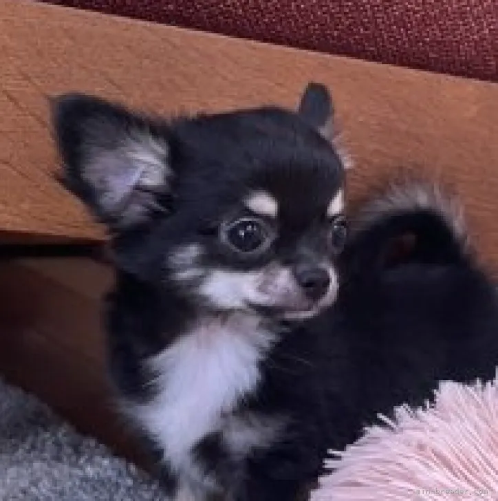 ID：2306-02572の子犬