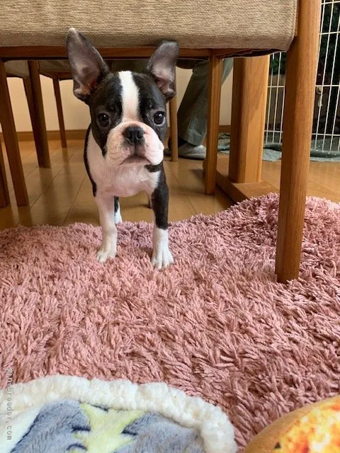 ID:1911-01675の子犬