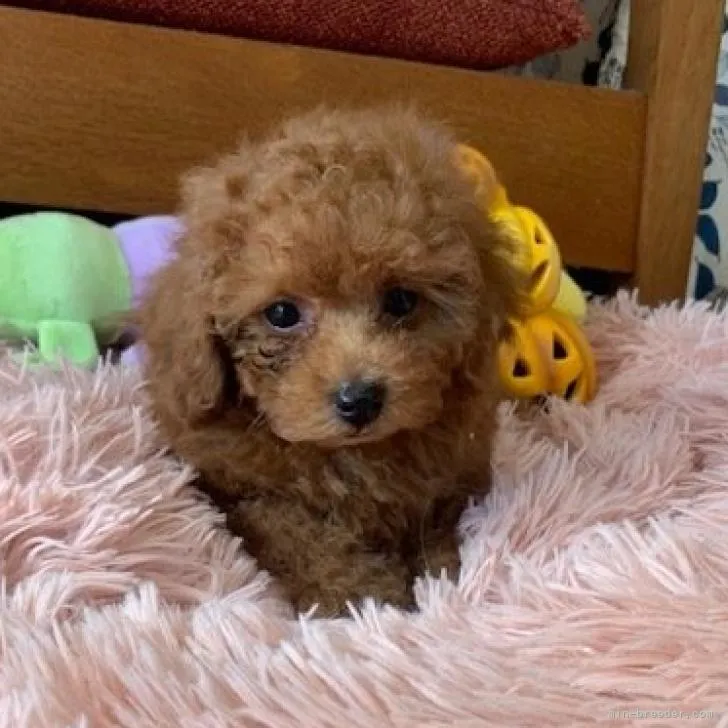 ID：2210-03436の子犬