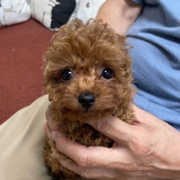 トイプードル(ティーカップ)【静岡県・女の子・2024年7月18日・レッド】の写真「超甘えん坊さん!待つ間サークルに顔をつけてます。」