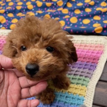トイプードル(タイニー)【静岡県・男の子・2024年1月23日・レッド】の写真「初めは少しシャイで慣れるとぴょんぴょんしてきます」