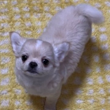 チワワ(ロング)【静岡県・男の子・2023年1月23日・クリーム】の写真「初めての場所でも楽しく探検できる元気な子です。」