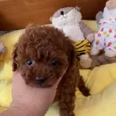 ティーカッププードル【静岡県・女の子・2024年7月18日・レッド】の写真2