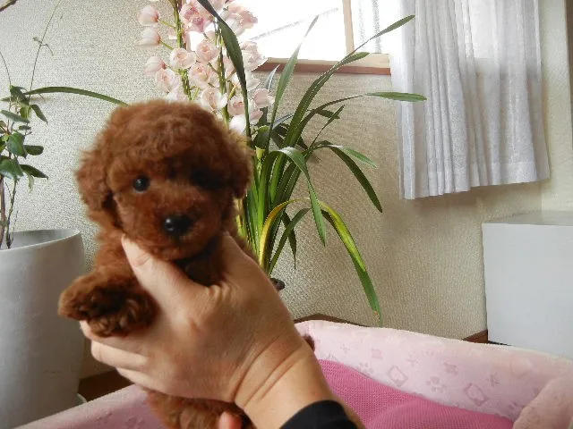 uskoumuten 様のお迎えした子犬