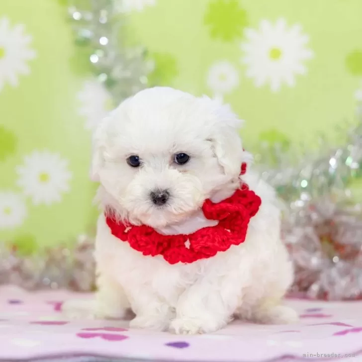 R.N 様のお迎えした子犬