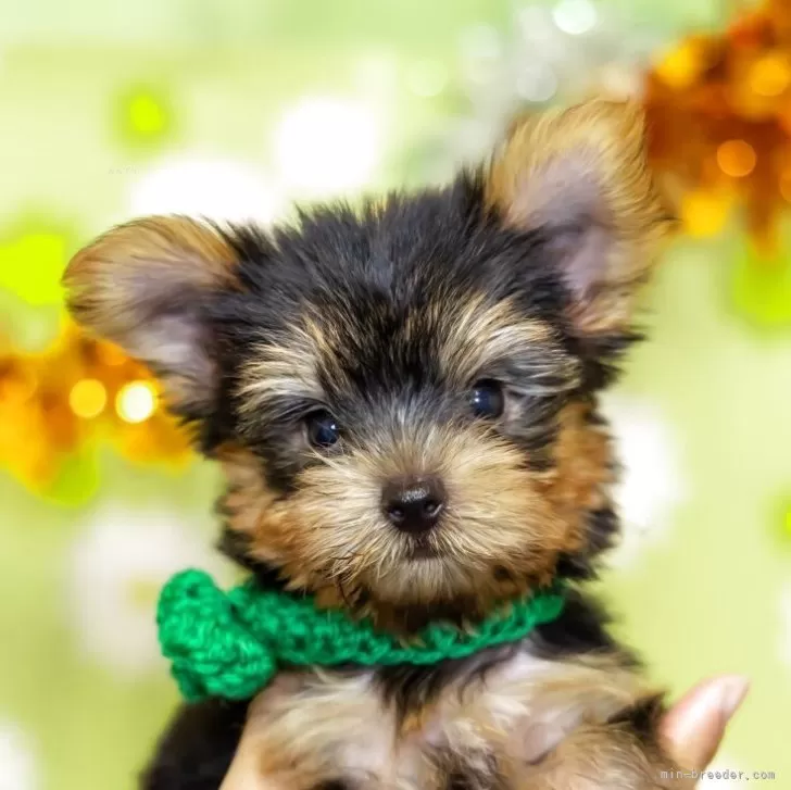 リキ 様のお迎えした子犬