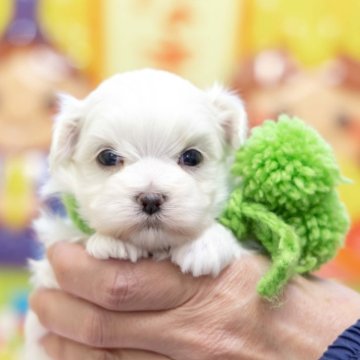 マルチーズ【大分県・男の子・2025年1月30日・ホワイト】の写真「東京・大阪・北海道・沖縄、対応可能です☆」