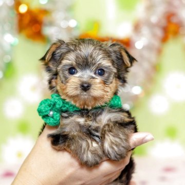 ヨークシャーテリア【大分県・男の子・2025年10月25日・スティールブルー&タン】の写真「東京・大阪・北海道・沖縄、対応可能です☆」