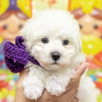 トイプードル(タイニー)【大分県・男の子・2024年12月27日・ホワイト】の写真「東京・大阪・北海道・沖縄、対応可能です☆」