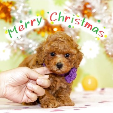 タイニープードル【大分県・男の子・2025年10月23日・レッド】の写真「東京・大阪・北海道・沖縄、対応可能です☆」