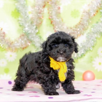 マルプー(マルチーズ×トイプードル)【大分県・男の子・2024年11月23日・ブラック】の写真「東京・大阪・北海道・沖縄、対応可能です☆」