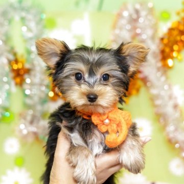 ヨークシャーテリア【大分県・女の子・2025年9月6日・スティールブルー&タン】の写真「東京・大阪・北海道・沖縄、対応可能です☆」