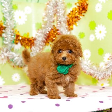 トイプードル(ティーカップ)【大分県・男の子・2025年9月12日・レッド】の写真「東京・大阪・北海道・沖縄、対応可能です☆」