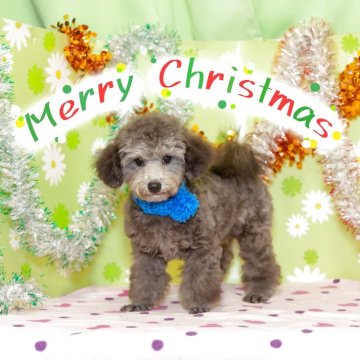 タイニープードル【大分県・男の子・2025年7月30日・シルバー】の写真「東京・大阪・北海道・沖縄、対応可能です☆」