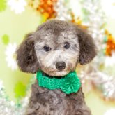 トイプードル(タイニー)