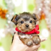 ヨークシャーテリア