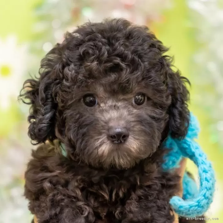 ID：2408-01232の子犬