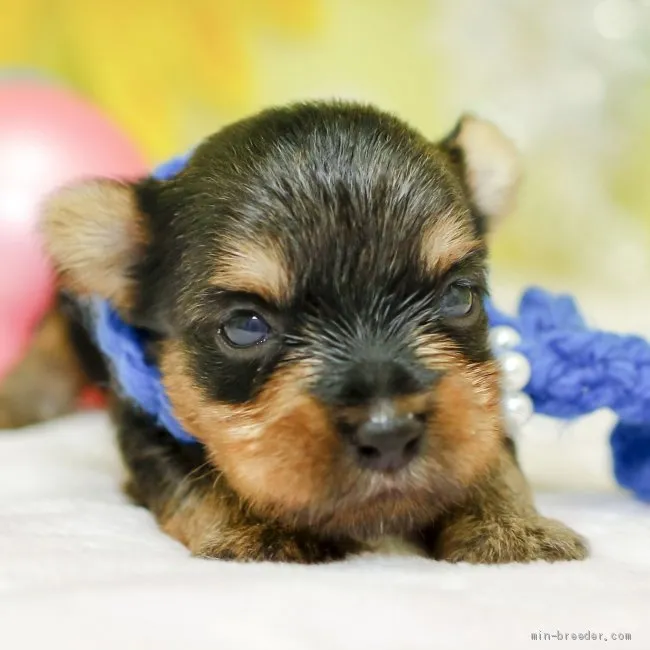 ID:2009-01090の子犬