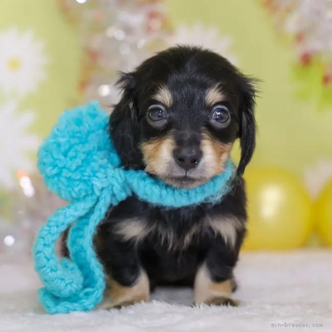 ID:2204-02170の子犬