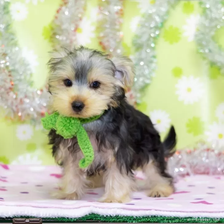 S.M 様のお迎えした子犬